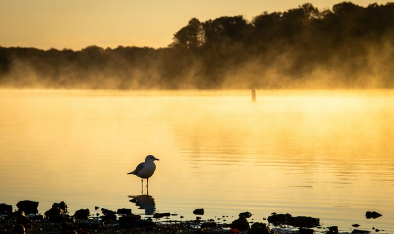 white bird on black rock near body of water during daytime